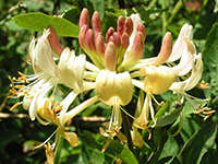 Honeysuckle