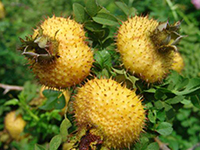Rosa Roxburghii Fruit