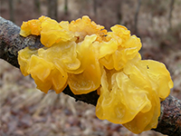 Tremella
