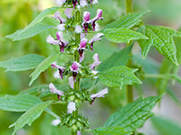 motherwort